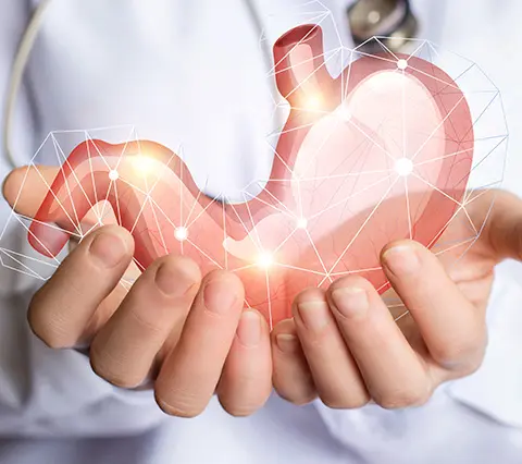 Manos de un médico sosteniendo un modelo digital de estómago en la Clínica Gastroenterología Bogotá con representación de conexiones del sistema digestivo