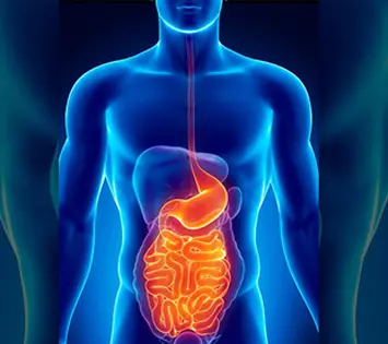ilustración del sistema digestivo humano con estómago e intestinos resaltados en naranja 5 causas más comunes de las enfermedades gastrointestinales