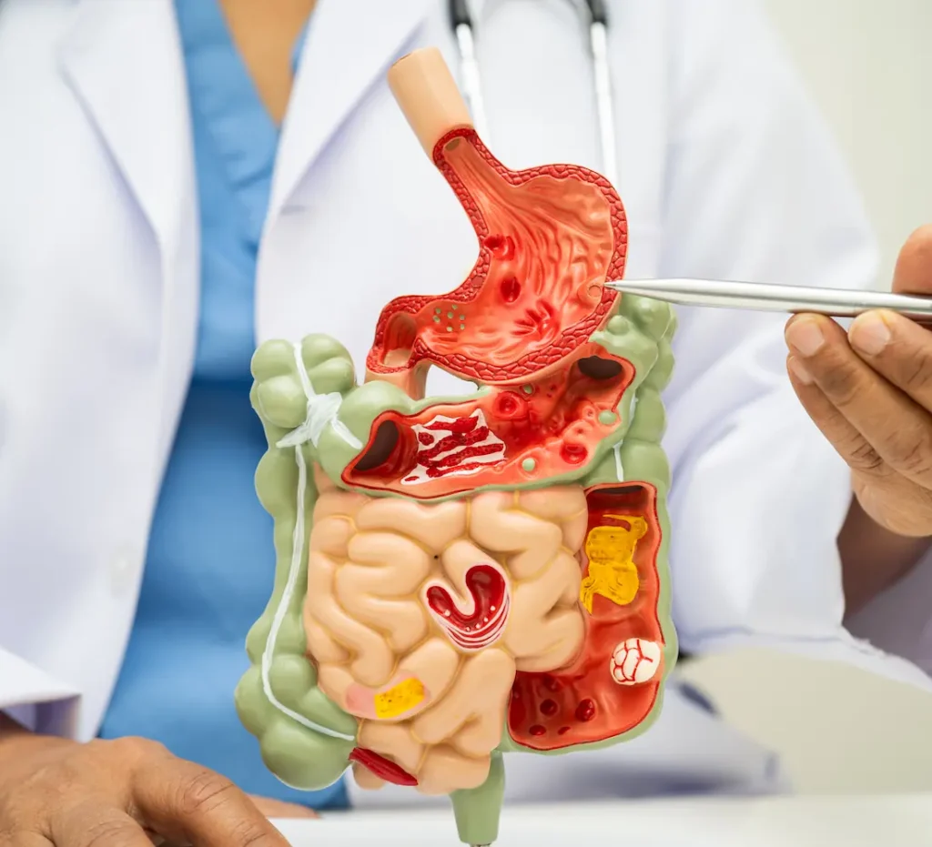 digestive-system-with-stomach-intestine-asian-doctor-holding-human-anatomy-model-study-diagnosis-treatment-hospital